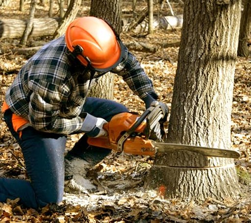 Tree Removal in De Witt, AR